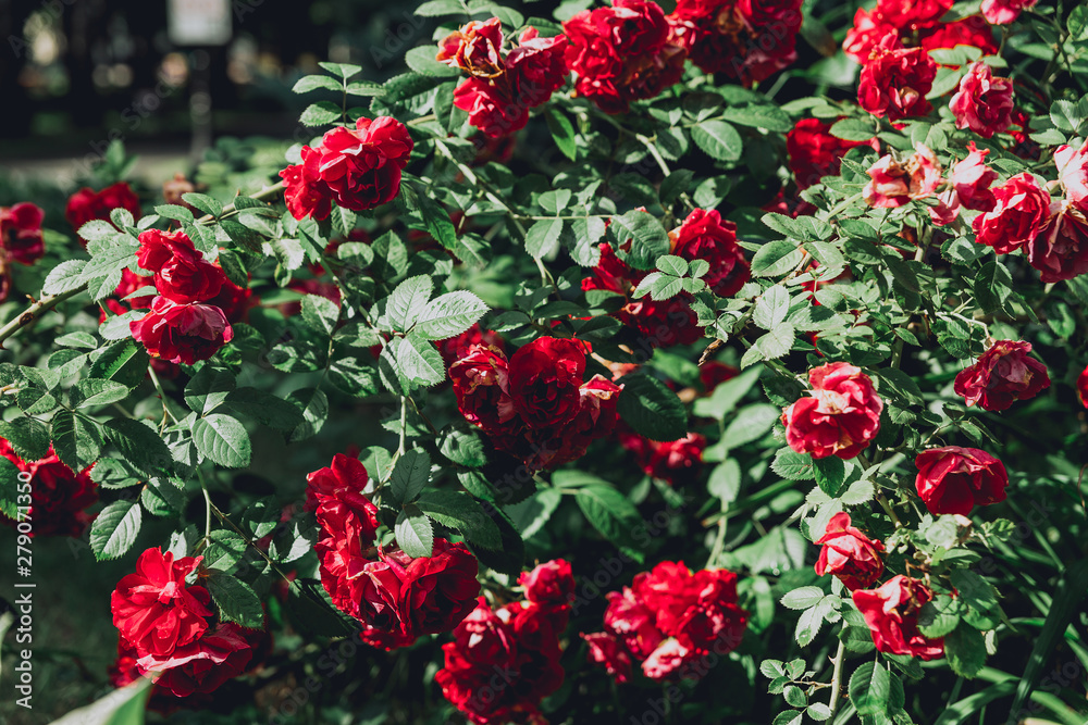 The texture of the bush is red roses or wild rose, vegetable background. The texture of the bush is red roses or wild rose, vegetable background.