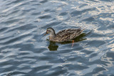 A beautiful duck swim in the lake