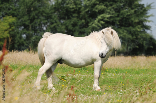 white horse grazing on pasture