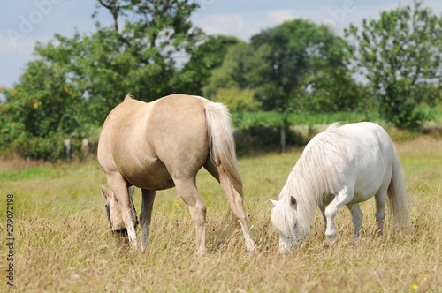 white pony and brown horse horse grazing on pasture