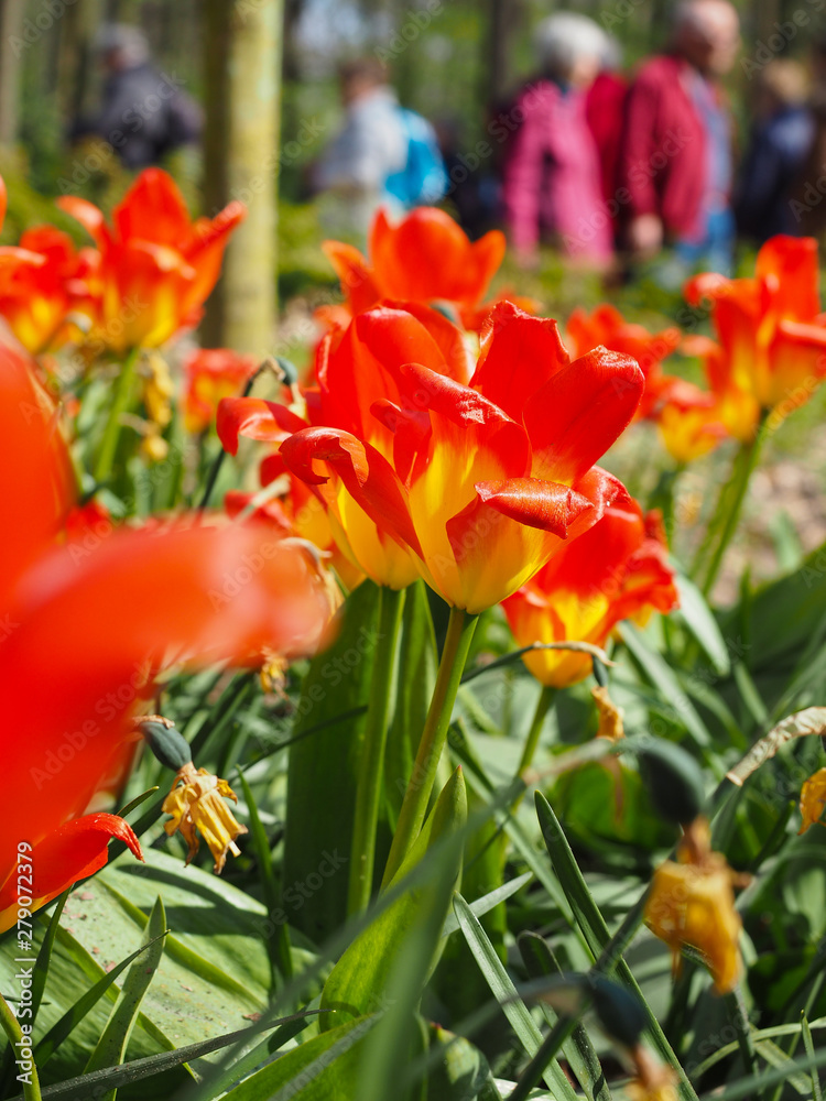 Beautiful tulips in spring Symbol of the country of the Netherlands Beautiful tulips in spring Symbol of the country of the Netherlands