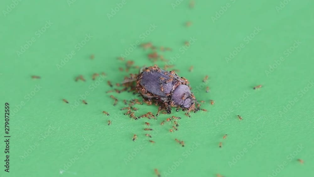 Ants are eating Insect on a green screen. Ants are eating Insect on a green screen.