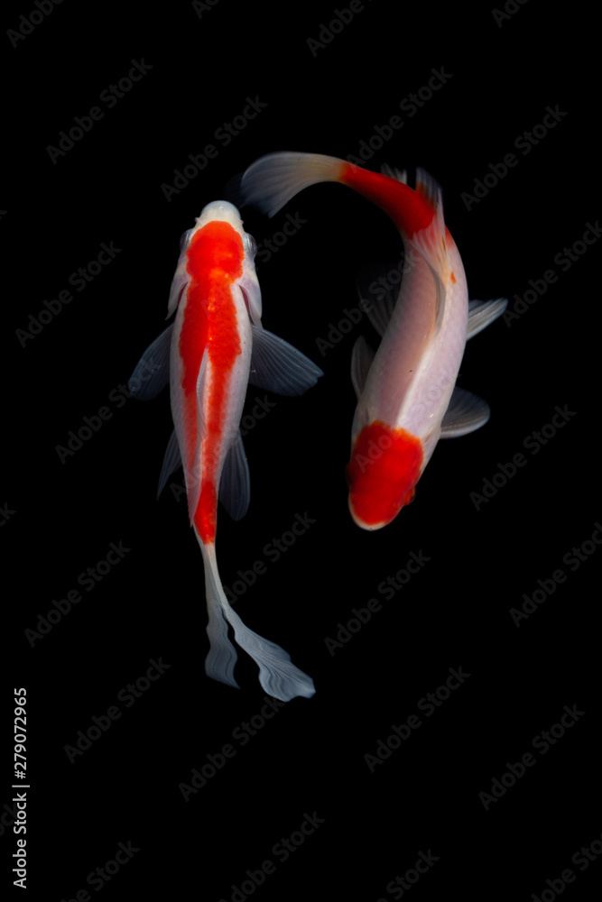 Fototapeta premium Koi fish Black background nature fish