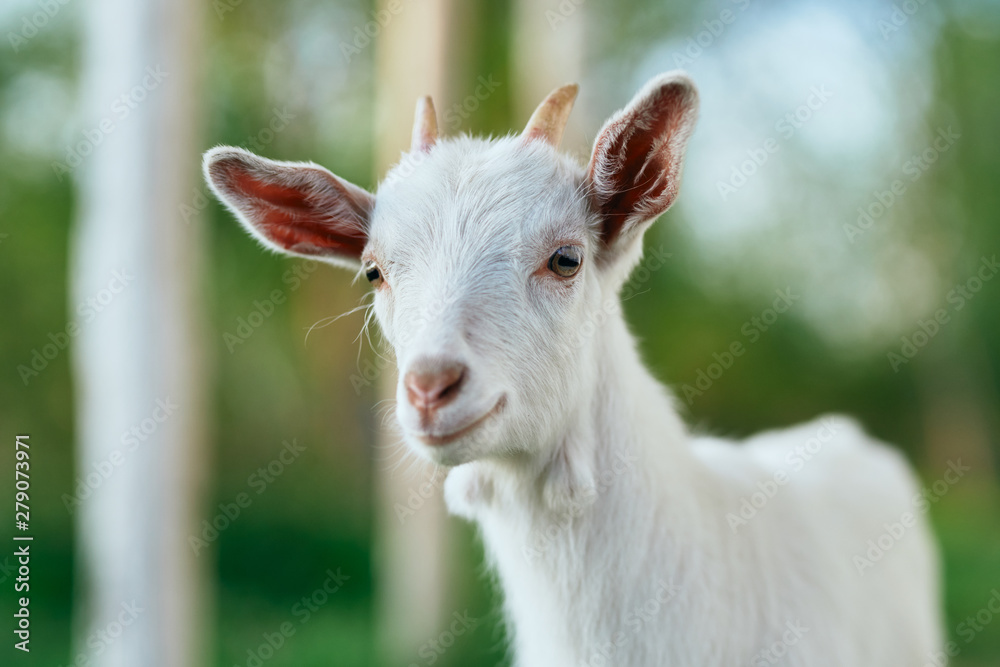 white goat on the farm