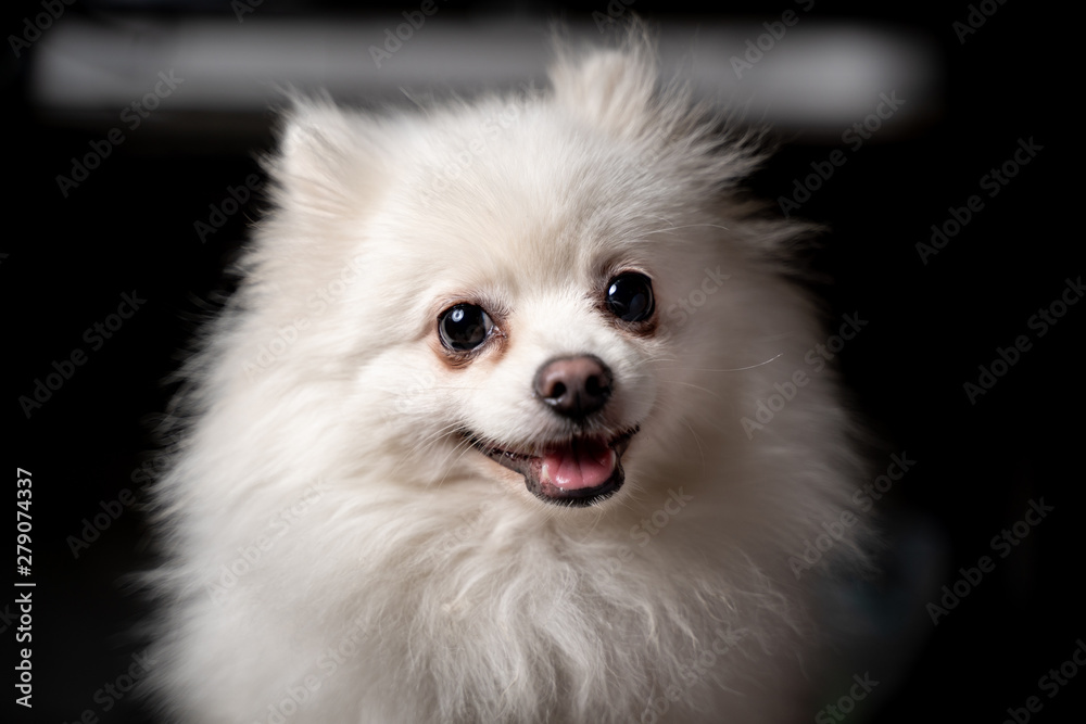 White Pomeranian dog fully grown, Taken photo in the studio, And looking at the camera.