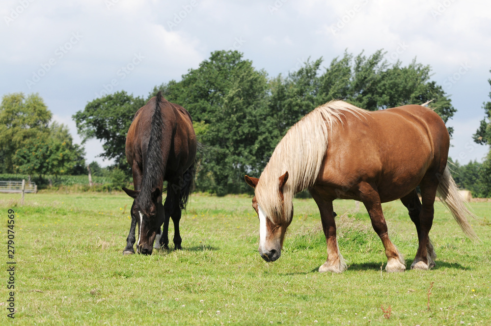 Horse and cold blooded horse standing on pasture and grazing Horse and cold blooded horse standing on pasture and grazing