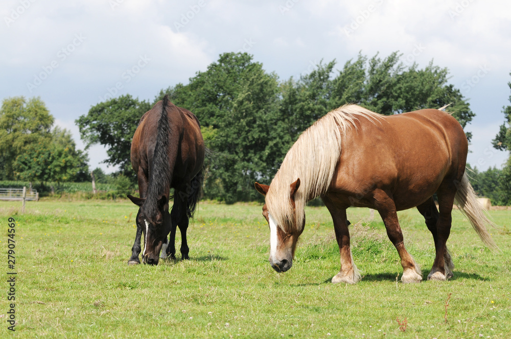 Horse and cold blooded horse standing on pasture and grazing