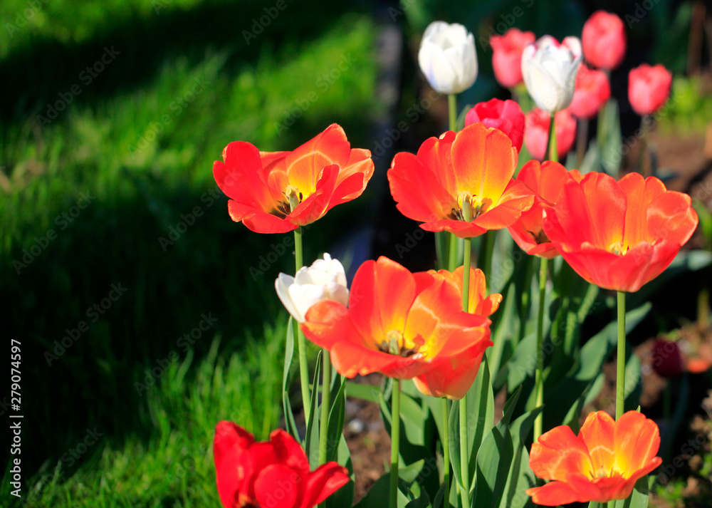 Tulip on natural blurred background. delicate tulip flower with petals and bright green leaves. Tulip on natural blurred background. delicate tulip flower with petals and bright green leaves.
