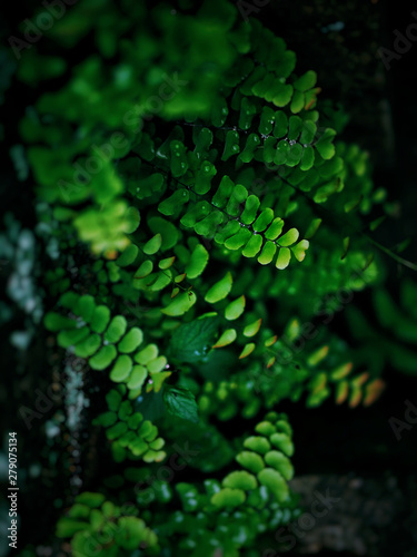 Green fern in park in the morning.