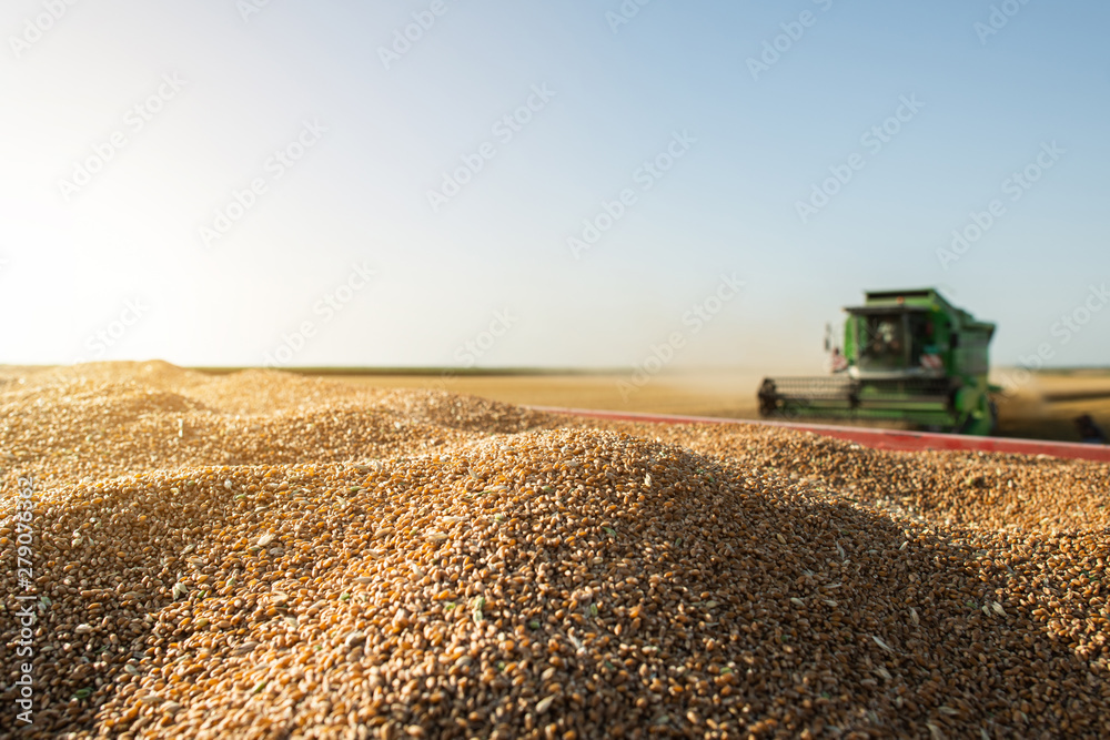 Fototapeta premium Harvester at work in summer sun