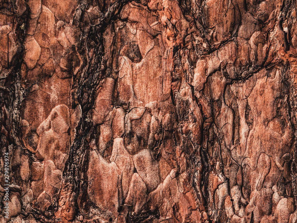 Fototapeta premium Tree bark texture