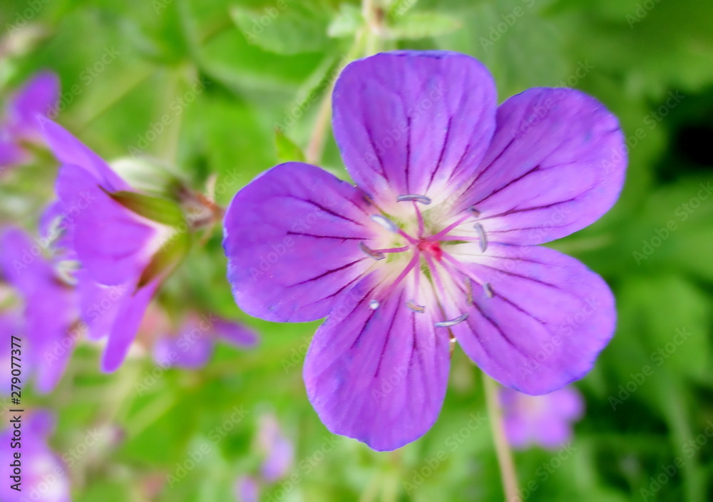 gros plan d'une fleur bleu-violet de géranium sauvage Stock Photo | Adobe  Stock