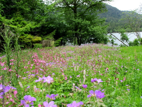  prairie fleurie au bord du lac de Xonrupt- Longemer France photo