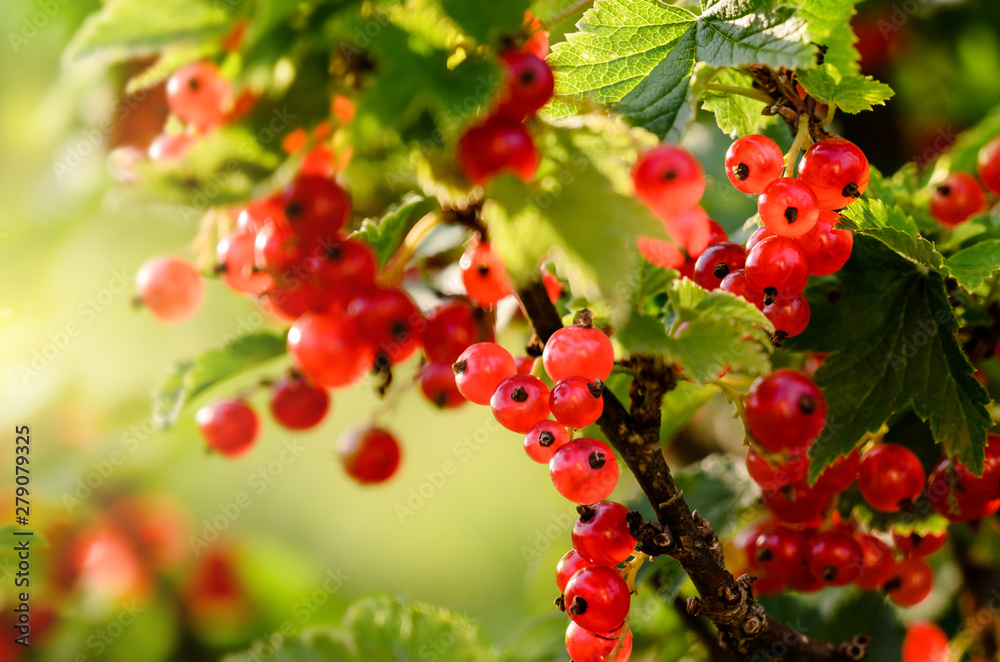 Obraz premium Red Currant berries on a bush
