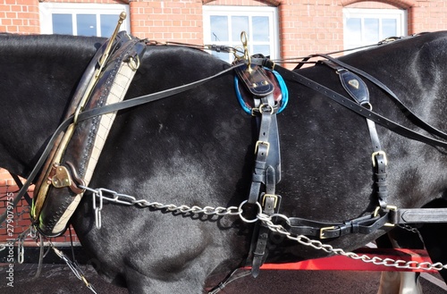 shire draft horses harness