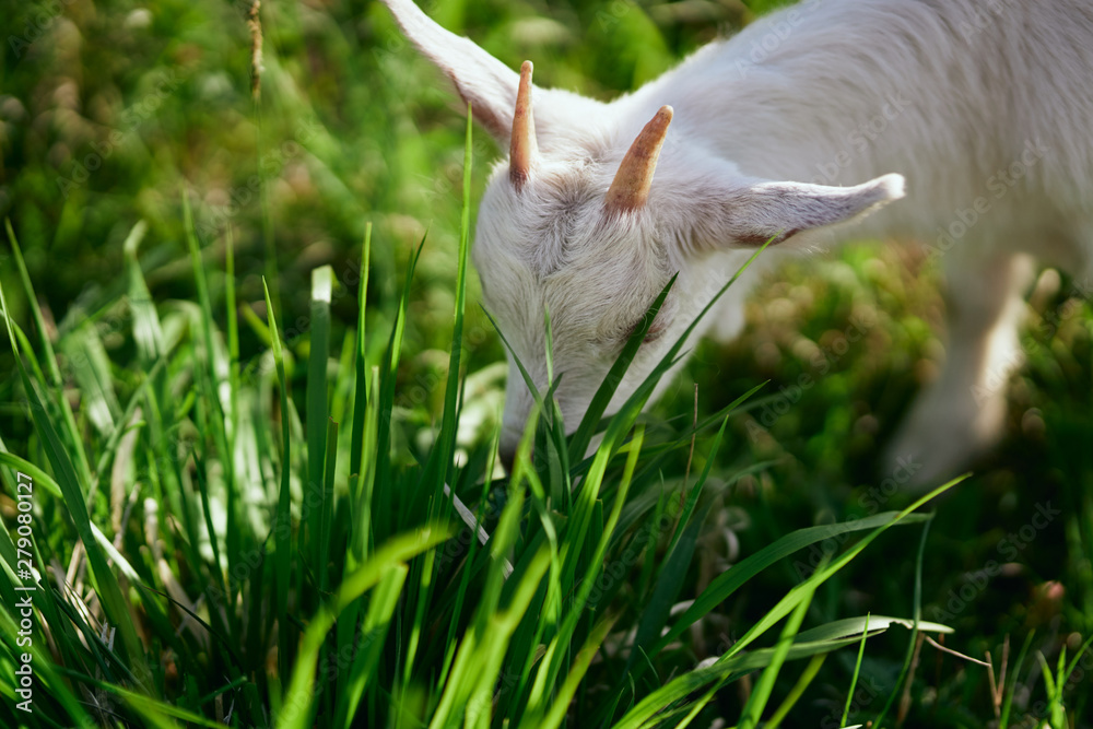 cat in the grass cat in the grass