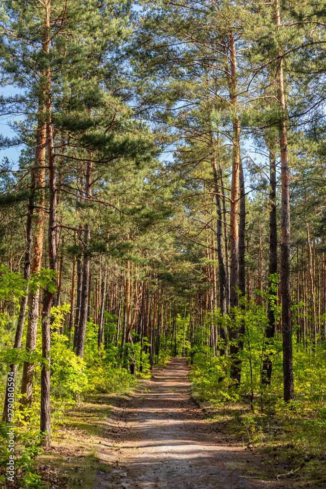 Fototapeta premium Pine forest.