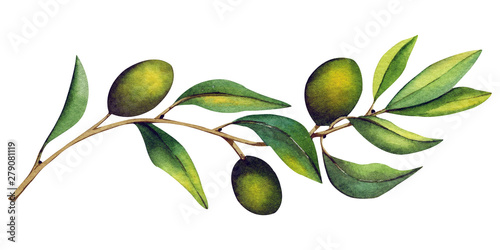Wallpaper Mural Olive branch with fruits and leaves. Watercolor illustration. Isolated object on white background. Torontodigital.ca