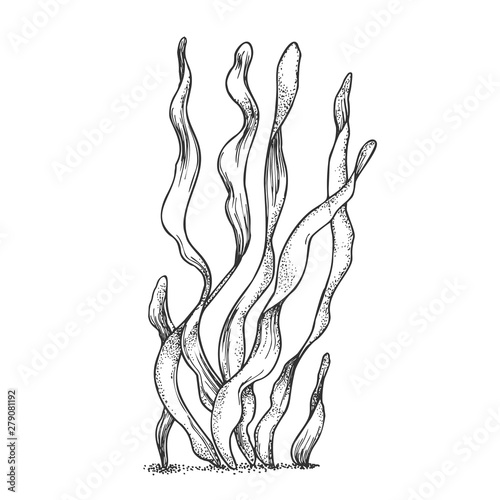 Underwater Organism Algae Seaweed Doodle Vector. Algae Organic Leaf Branch Exotic Spirulina Plant Ornamental Aquarium Decoration Concept. Designed In Retro Style Mockup Monochrome Illustration