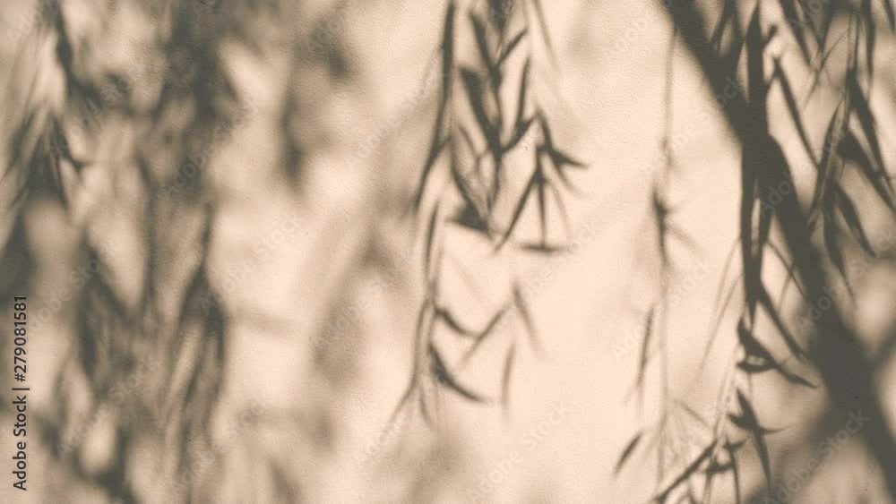 shadow of leaf branch , small leaf in wind on the wall background , 4k Dci resolution
