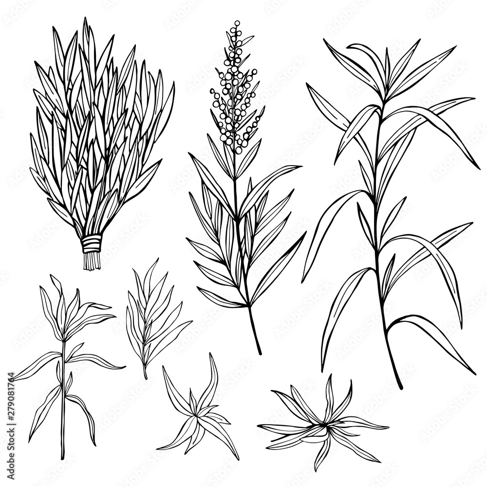 Naklejka premium Hand drawn spicy herbs. Estragon. Vector sketch illustration.