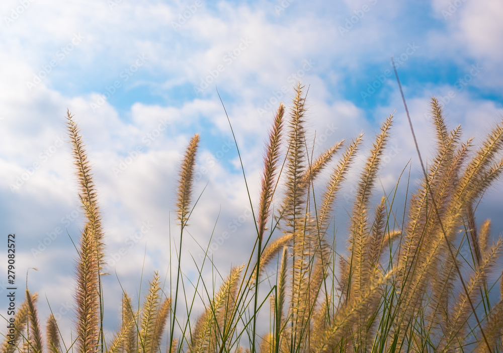 natural gold field white background natural gold field white background