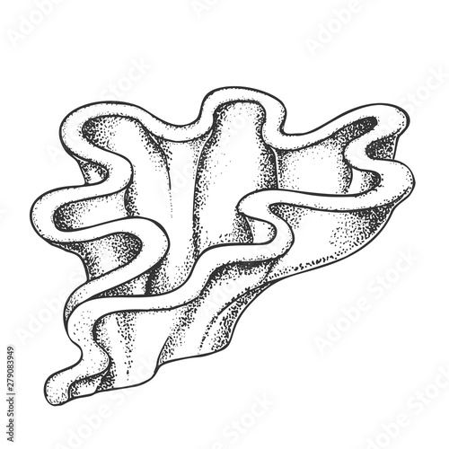 Decorative Algae Seaweed Coral Doodle Vector. Algae Organism Plant Living At Bottom Of Ocean, Aqua Marine Creature, Undersea Flora And Fauna Concept. Designed Layout Black And White Illustration