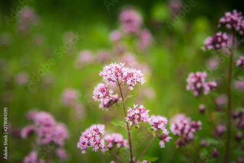 Beautiful purple oregano flowers blooming in the meadow. Natural herbal tea.