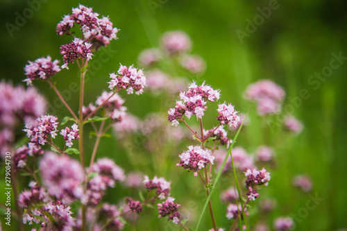 Beautiful purple oregano flowers blooming in the meadow. Natural herbal tea.