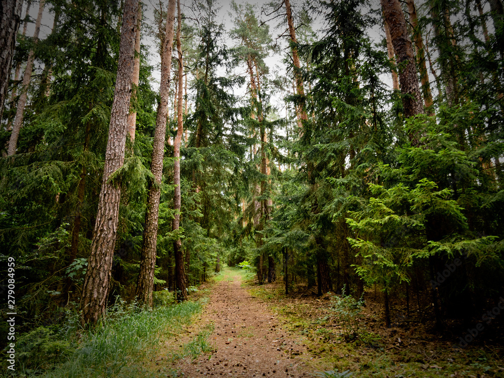 Obraz premium Thüringen, Großgölitz - Juli 2019