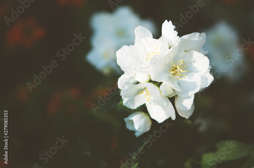 Beautiful flowers blooming in garden. A picturesque colorful artistic image with a soft focus. - Image