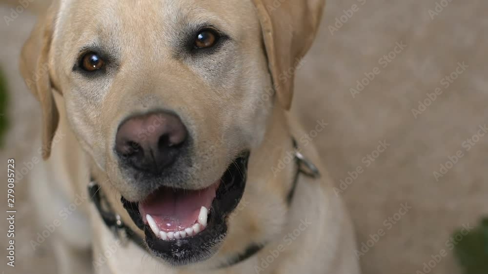 Overturned plant pot on floor near cute labrador looking at camera, playful dog Overturned plant pot on floor near cute labrador looking at camera, playful dog