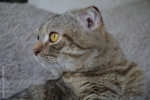 cat