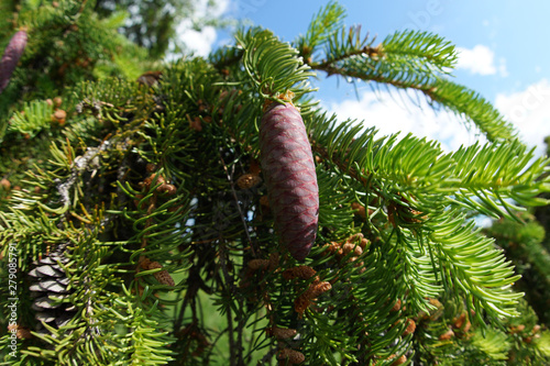 Spruce cones on a fluffy branchy branch, Arkhangelskaya, region, Russia  photo