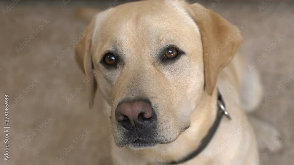 Lonely dog looking camera closeup, adoption pet from shelter, volunteering mercy Lonely dog looking camera closeup, adoption pet from shelter, volunteering mercy