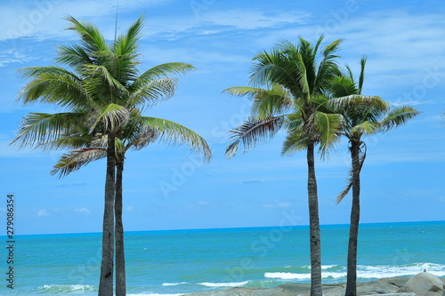 Fototapeta Naklejka Na Ścianę i Meble -  coconut trees on beach in rayoung , thailand