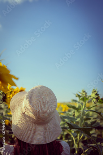 Fototapeta Naklejka Na Ścianę i Meble -  Portrait of young woman in white dress standing in the crops field of sunflowers in a sunny summer day back view