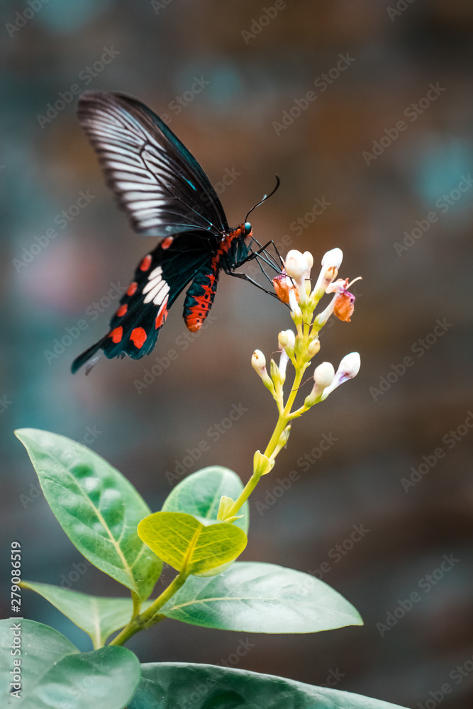 Fototapeta premium Papillon 7