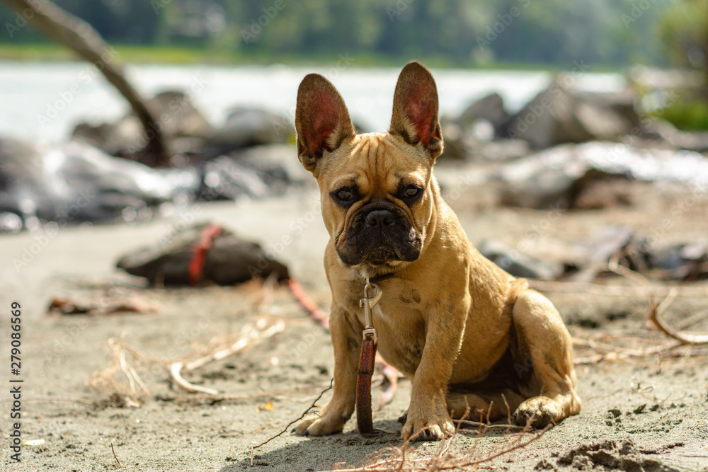 French bulldog puppy against the background of a mountain river. Vacation with a pet.