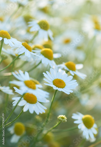 Fototapeta Naklejka Na Ścianę i Meble -  Nature background with wild flowers camomiles. Close up. 