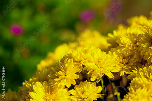 Stampa su tela chrysanthemium flowers in garden.