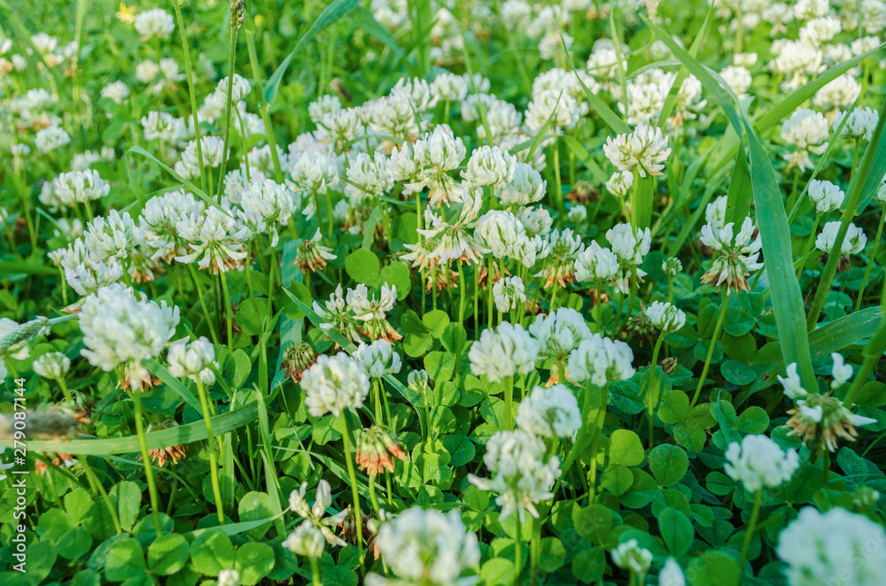 blooming white clover in the garden blooming white clover in the garden
