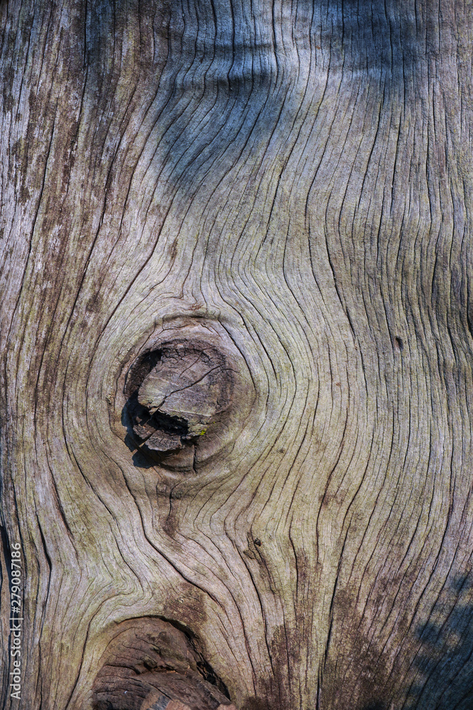 Old cracked wood grain texture background