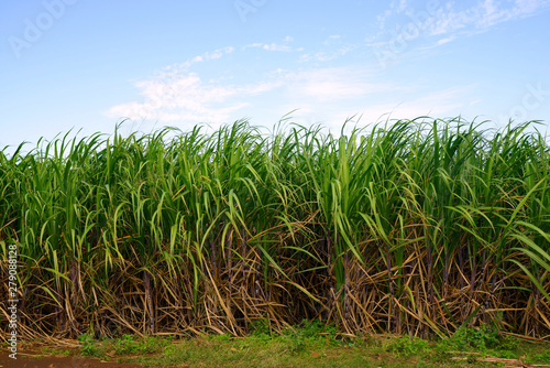 Sugar cane field with blue sky.