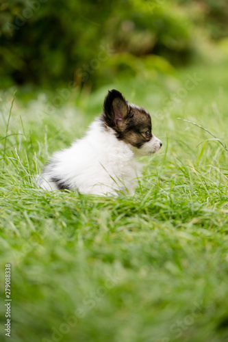 Little puppy in a large garden © Mallivan