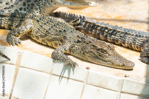 Crocodile in the lake, close up of Crocodile