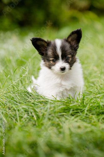 puppy in the green garden