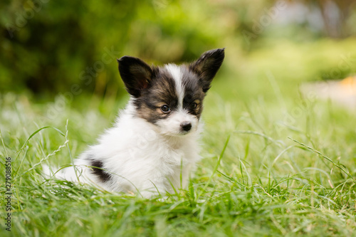 Cute puppy of breed papillon on green grass