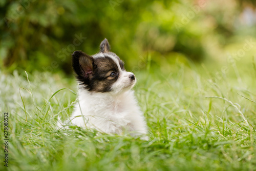 puppy of breed papillon on green grass