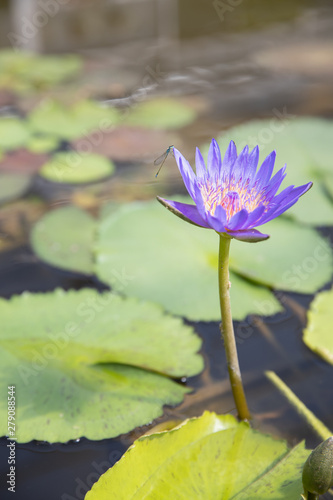 closeup of young single water lily with dragonfly in pond.